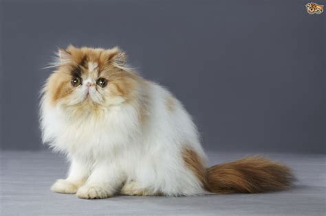 Seattle persian and himalayan rescue. Persian Cat Breed Information, Buying Advice, Photos and ...