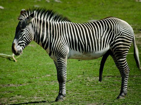 Maybe you would like to learn more about one of these? Animal zebra Wallpaper | Wallpup.com