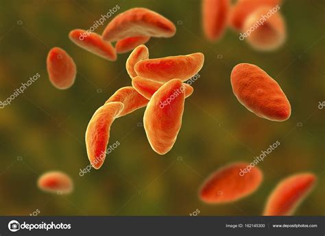 Parasitic Protozoans Toxoplasma Gondii Stock Photo By Katerynakon