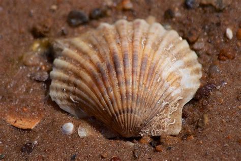 Scallop Shell Photograph By Allan Morrison