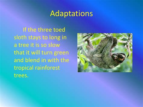 PPT - Three Toed Sloth in the Rainforest PowerPoint Presentation, free
