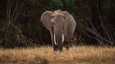 Download Wallpaper 1920x1080 Elephant Safari Animal