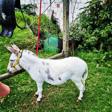 Venta De Semen De Burrito Pony Mini Donkey SUGANADO