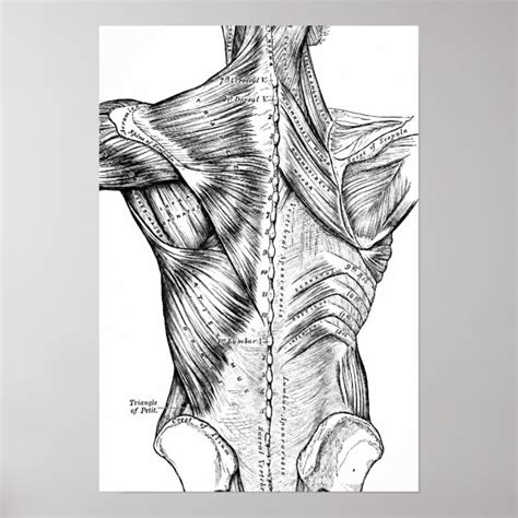 Back Muscles Anatomy Art Anatomy Back Muscles Stock Illustrations 1