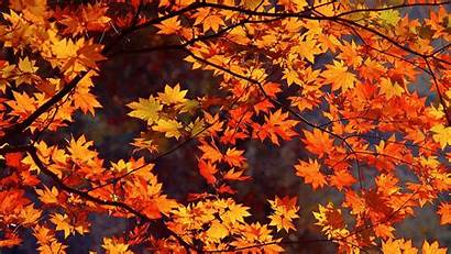 Desktop Wallpapers Fall Themed Autumn Background Wide