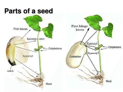 Ppt Seeds And Growing Plants Powerpoint Presentation Id229013