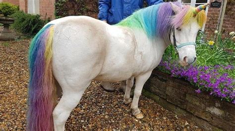 One Woman Grooms Her Horses To Look Like Unicorns Colorants