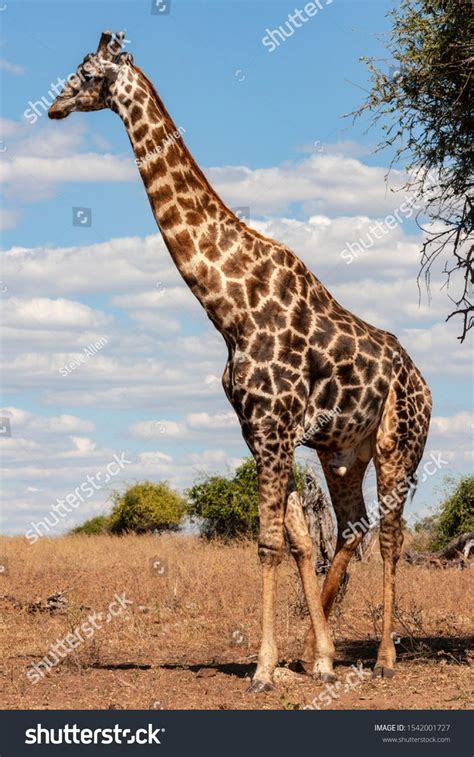 A Male Giraffe Giraffa Camelopardalis An African Even Toed Ungulate