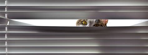 In fact knowing very well how cats and blinds do not get a long, it is advisable that you get these cat proof window blinds. Prepare your home for a cat or dog with sturdy home furniture