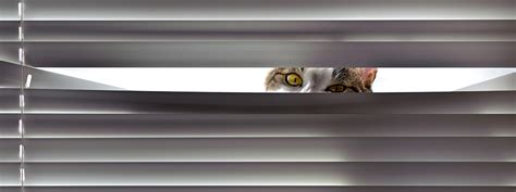 Roller blinds are also easy to clean, should your cat prefer to sit next to it as opposed to this one is easier said than done given the length of the cord, the style of blind and how far your cat will go to reach impressive heights. Prepare your home for a cat or dog with sturdy home furniture