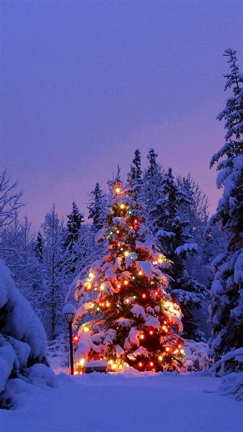 Download Pine Tree Christmas Light Winter Iphone Wallpaper