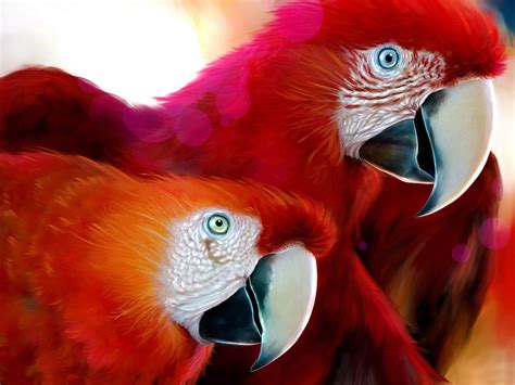 Red Parrots Wallpapers And Images Wallpapers Pictures Photos