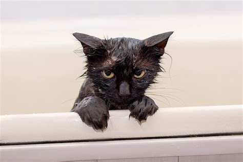 Premium Photo Bathing Discontented Wet Black Cat