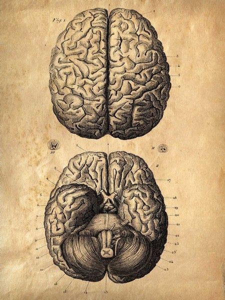 Brains Brain Art Brain Poster Brain Anatomy
