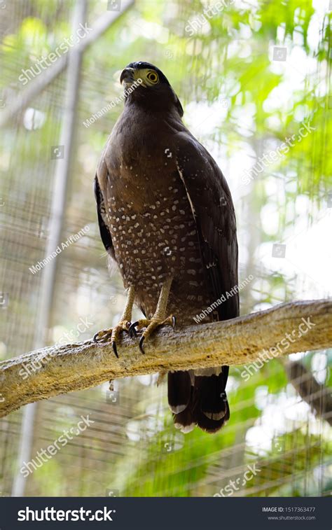 Perang hebat antara kedua dewa hutan. Gambar Elang Dan Ular