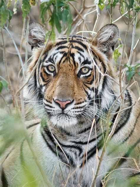Bengal Tiger Eye Close Up Wildlife Photography By Anette Mossbacher
