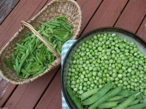 Little Marvel Peasplant Spring And Fall Shelling Peas In 2021 Pea