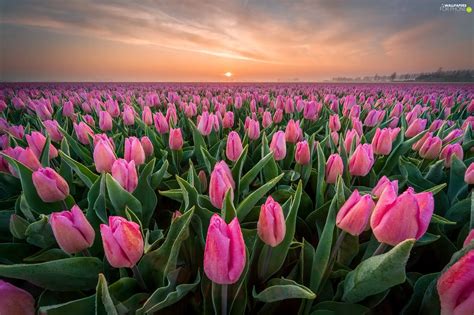 Pink Sunrise Plantation Tulips For Phone Wallpapers 2048x1363
