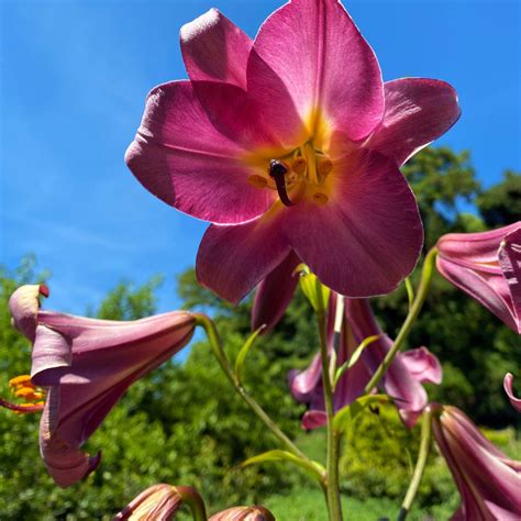Pretty Pink Trumpet Lily Bulbs For Sale Online Pink Perfection Easy