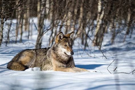 They are the largest living members of the canid family, which also includes foxes and coyotes. Wolf zones are no longer safe for Norwegian wolves