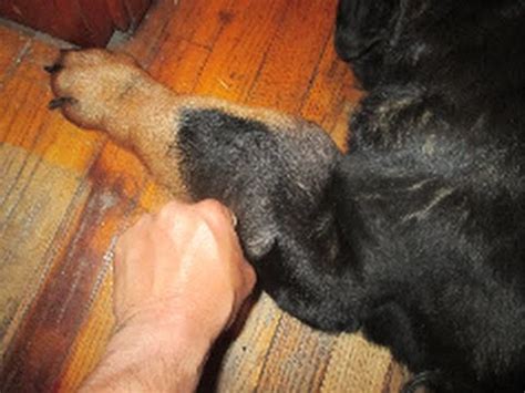 Any swellings or areas of pain should be radiographed for signs of osteosarcoma. Dog Bone cancer 4 months - YouTube