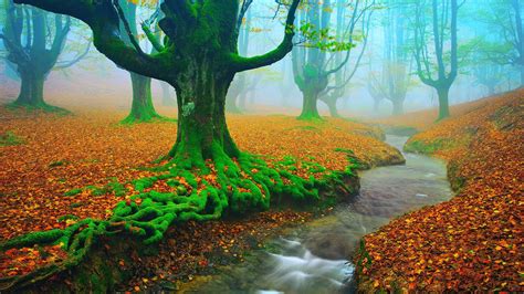 River Stream Between Dry Leaves Covered Land With Algae Covered Trees 4k Hd Nature Wallpapers