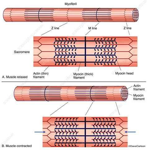 Muscle Contraction Diagram Labelled Stock Image C0434842