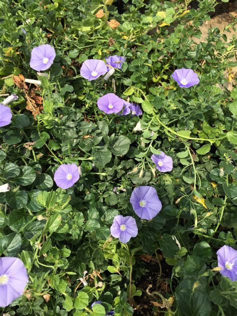 We did not find results for: Pin by Erin Riley on Best Native & Drought-tolerant plants ...