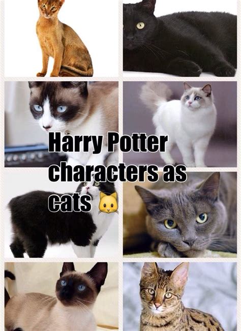 Harry Potter Characters As Cats 🐱 Harry Potter Amino