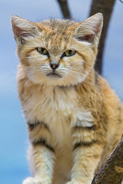 How are sand cats endangered? Sand cat looking at me | Sand cat, Cats, Wild cats