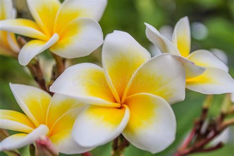 Plumeria Frangipani The Flowers And Trees Are Blooming Stock Image