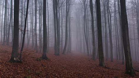 Осенний лес в тумане обои для рабочего стола картинки фото 1920x1080