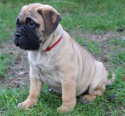 If you are unable to find your bullmastiff puppy in our puppy for sale or dog for sale sections, please consider looking thru thousands of bullmastiff dogs for adoption. Very playful Bullmastiff Puppies | Vryburg Dogs & Puppies | Public Ads 90040