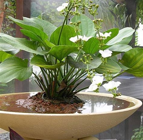 Itulah ulasan singkat tentang harga bunga hias hidup yang bisa menjadi alternatif pilihan anda untuk memilih tanaman hias kesukaan anda dan keluarga. 36 Macam Tanaman Hias dan Liar yang Hidup di Air - FaunaDanFlora.Com