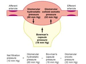 Renal clearance of ritonavir is also negligible ; Why does Creatinine Clearance overestimate GFR? | Medicine ...