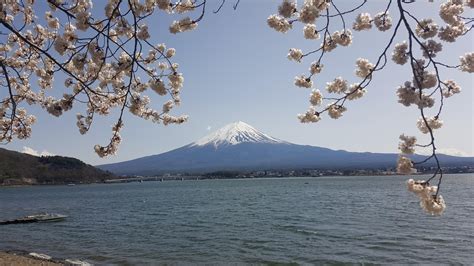 Japan Nature Mount Fuji Lake Spring Wallpapers Hd Desktop And