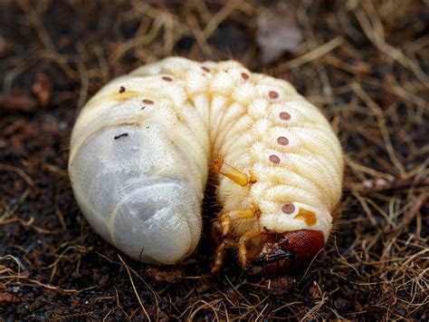 Best Ways To Get Rid Of Grubs Grub Worms Slugs In Garden Grubs