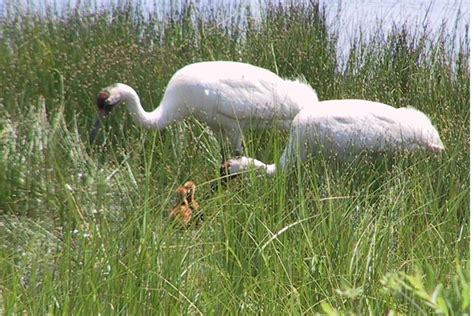 Free Picture Pair Male And Female Whooping Crane Grus Americana Birds