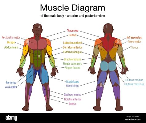 Muscle Diagram Most Important Muscles Of An Athletic Black Man Anterior And Posterior View