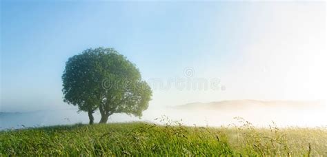 Landscape Of A Morning Field With A Lonely Tree At Dawn With A Sunny