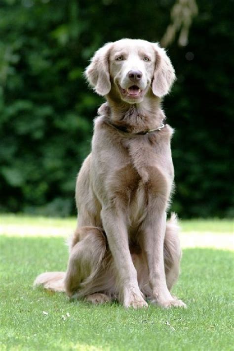 See more of heavenly longhaired weimaraners on facebook. Braque de weimar : poil long | Weimaraner puppies, Long ...