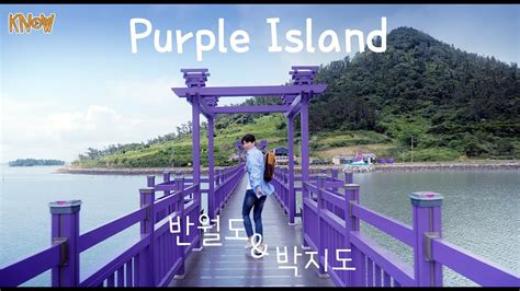 퍼플섬 라이브 보랏빛 세상은 있었다! Attraction전남 가볼만한 곳 신안군/전부 보라빛으로 가득한 ...