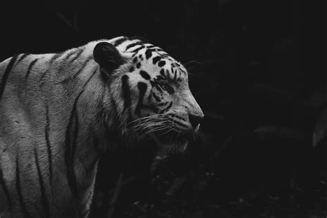 mimpi dikejar banteng