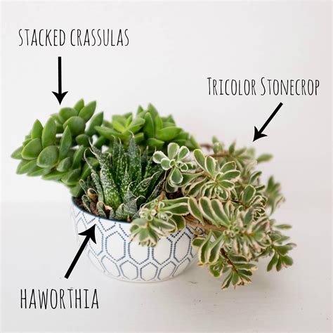 How To Plant A Succulent Container Garden In A Bowl Simplicity Relished
