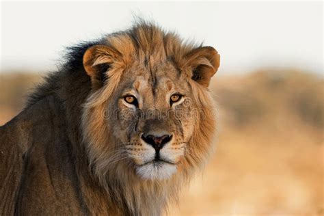 Portrait Of A King Stock Photo Image Of Africa Malelion 98014422