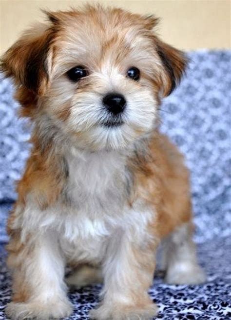 Maltese Yorkie Mix Puppies Cute Dogs Cute Animals