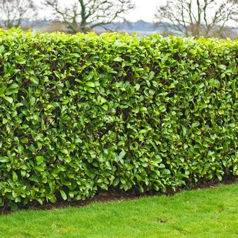 Prunus Rotundifolia Cherry Laurel Hedging Plant Gardeners Dream