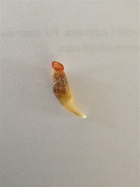 After having all the primary baby cat teeth erupted, the adult, new teeth begin to develop from tooth buds underneath. My 6 year old healthy cat just lost one of its front fangs