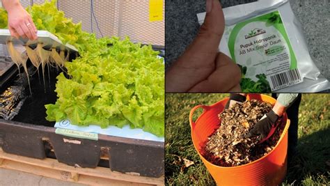 Baja organik ada pelbagai jenis dan pilihan. Cara Meracik Nutrisi Hidroponik Buatan Sendiri Agar Gemuk ...
