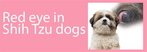 Shih Tzu Eye Problems What You Need To Know Before Adopting Your Pet